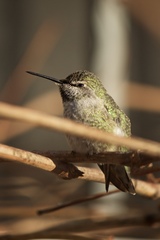 Calypte anna