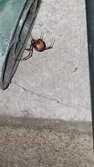 Latrodectus geometricus