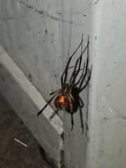 Latrodectus geometricus
