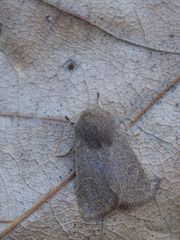 Dioszeghyana schmidtii