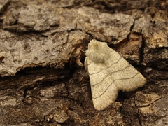 Charanyca trigrammica