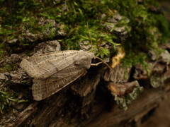 Agrochola humilis