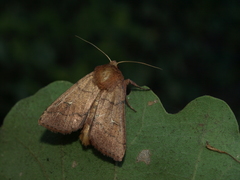 Mythimna turca