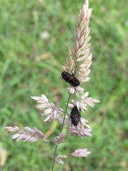 Astylus bourgeoisi