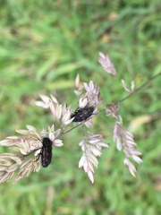 Astylus bourgeoisi