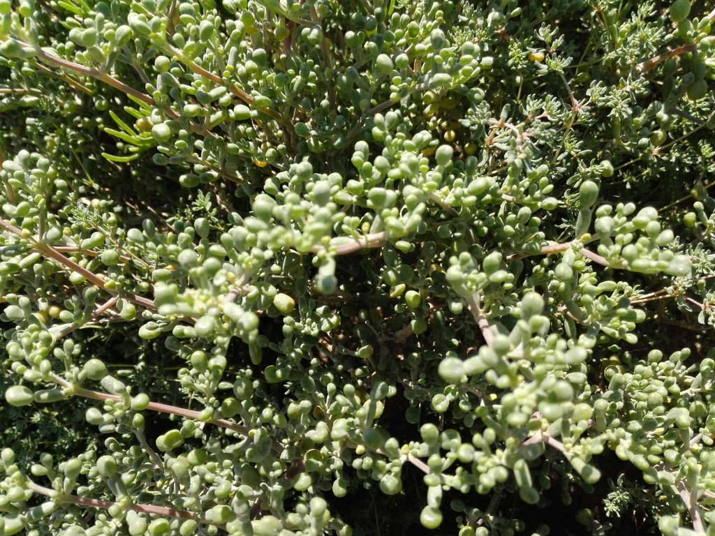 Zygophyllum hamiense