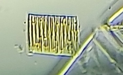 Fragilaria