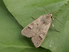 Ammoconia caecimacula