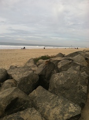 Otospermophilus beecheyi