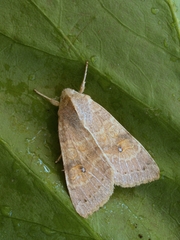Xanthia ocellaris