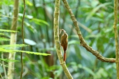 Dendrocincla fuliginosa