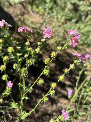 Image of Hackelia mundula by (c) Matt Berger, some rights reserved (CC BY)