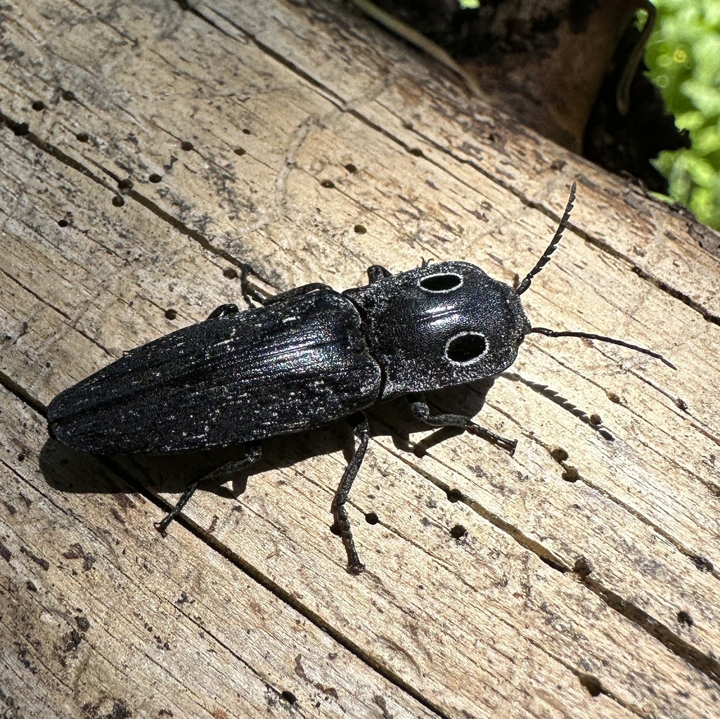Western Eyed Click Beetle