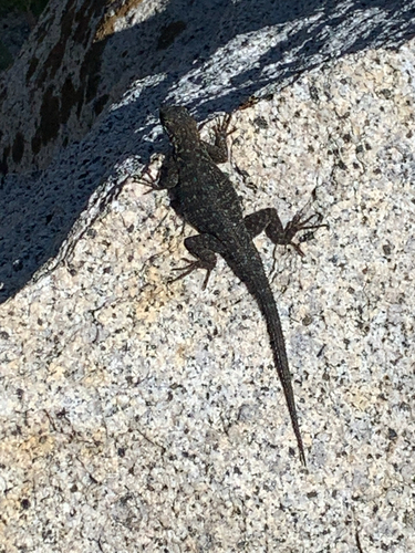 iNaturalist observation photo of Spiny Lizards