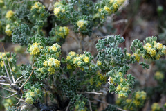 Artemisia spinescens