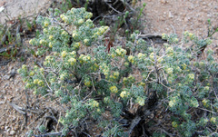 Artemisia spinescens