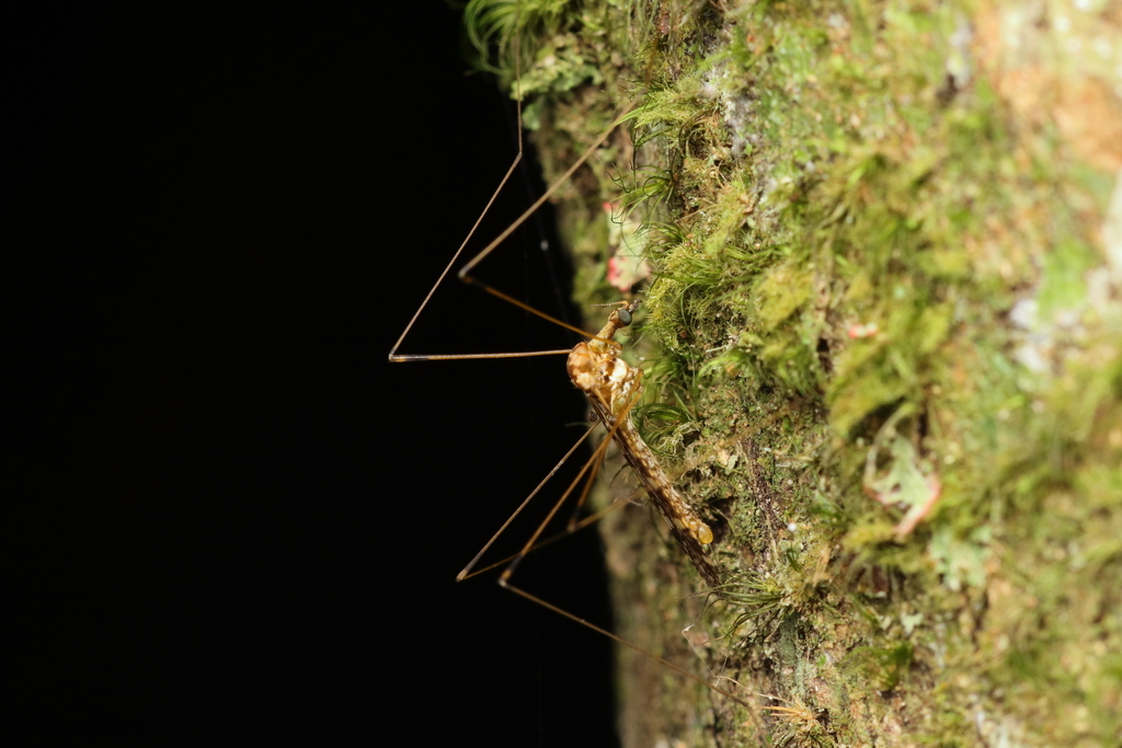 Dicranomyia atritarsis