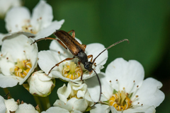 Alosterna tabacicolor