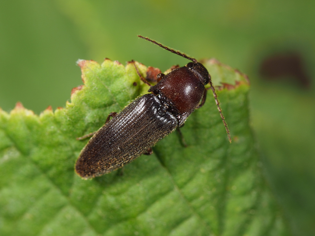 Click beetle