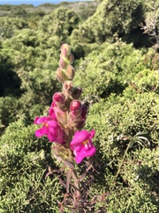 Antirrhinum majus