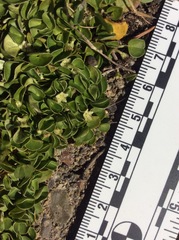 Dichondra donelliana