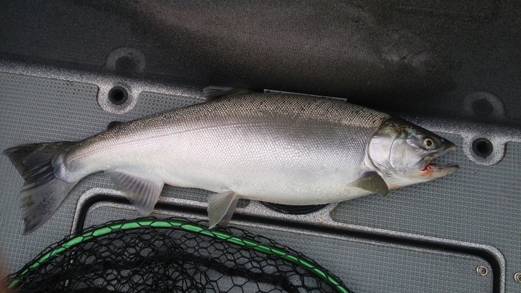 Coho salmon (Great Lakes Fishes Field Guide) · iNaturalist