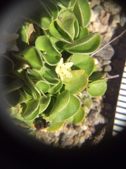 Dichondra donelliana