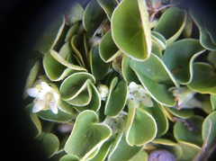 Dichondra donelliana