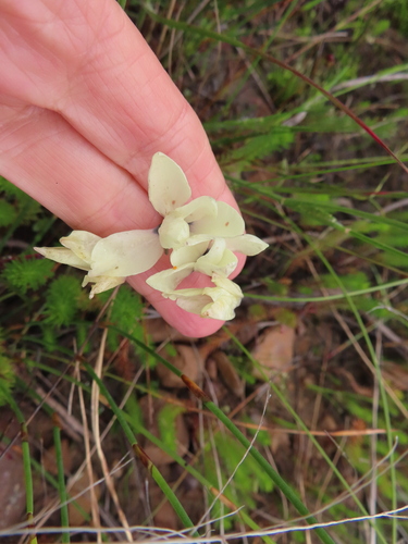 Image of Ixia abbreviata by (c) linkie, some rights reserved (CC BY)