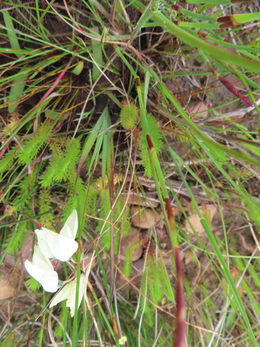 Image of Swartland Kalossie (Ixia abbreviata) by (c) linkie, some rights reserved (CC BY)