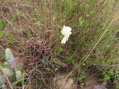 Image of Swartland Kalossie (Ixia abbreviata) by (c) linkie, some rights reserved (CC BY)