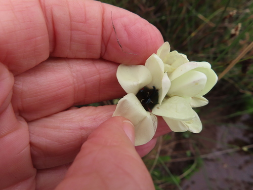 Image of Ixia abbreviata by (c) linkie, some rights reserved (CC BY)