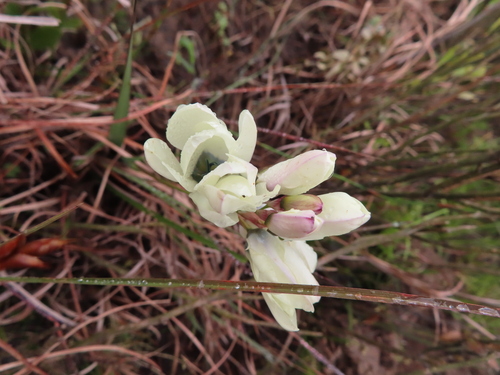Image of Ixia abbreviata by (c) linkie, some rights reserved (CC BY)