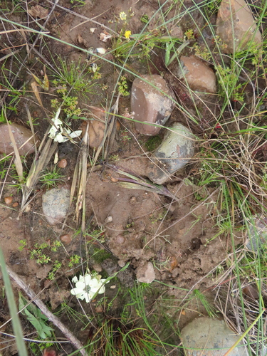 Image of Ixia abbreviata by (c) linkie, some rights reserved (CC BY)