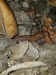 Ambigolimax