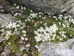 Cerastium uniflorum
