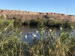Pelecanus erythrorhynchos