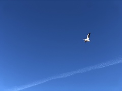 Pelecanus erythrorhynchos