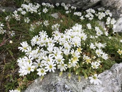 Cerastium uniflorum
