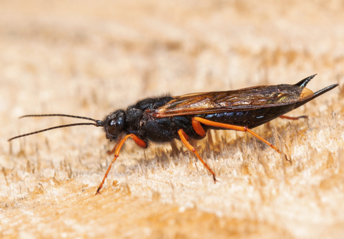Sirex Wood Wasp