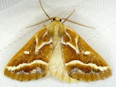 Caripeta angustiorata