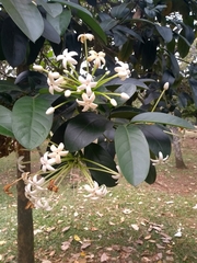 Posoqueria latifolia