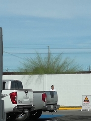 Parkinsonia aculeata