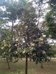 Posoqueria latifolia