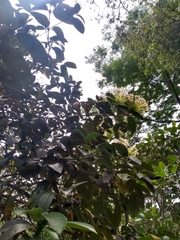 Posoqueria latifolia
