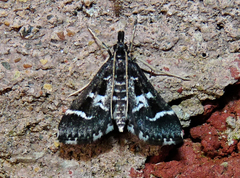 Diasemiodes janassialis