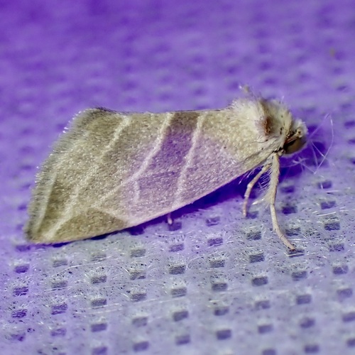 Plagiomimicus mimica