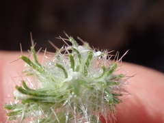 Cryptantha nevadensis