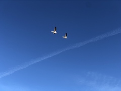 Pelecanus erythrorhynchos