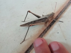 Schistocerca camerata